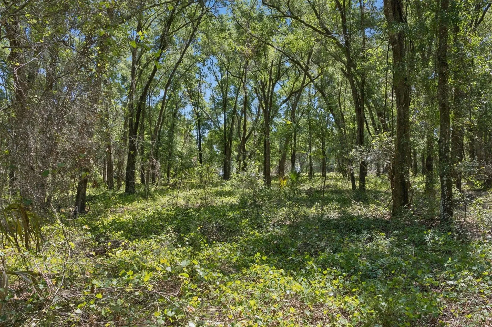 0000 Bertsville & Griffin View Road Lady Lake FL 32159