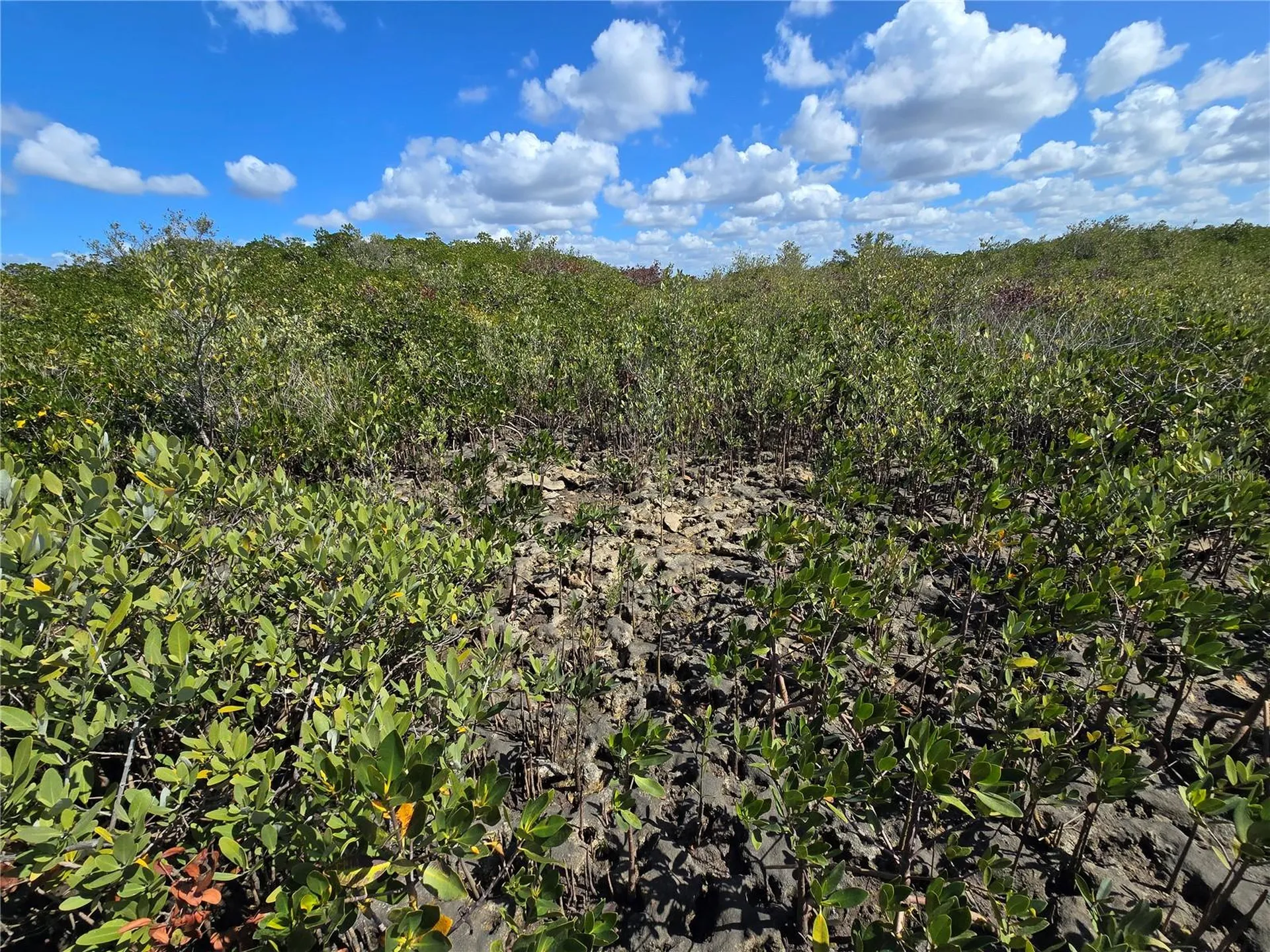 Crystal River FL 34429