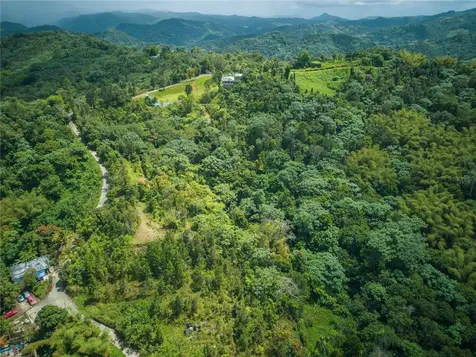 RD15 Km20.6 Bo. Quebrada Arriba Cayey PR 00736