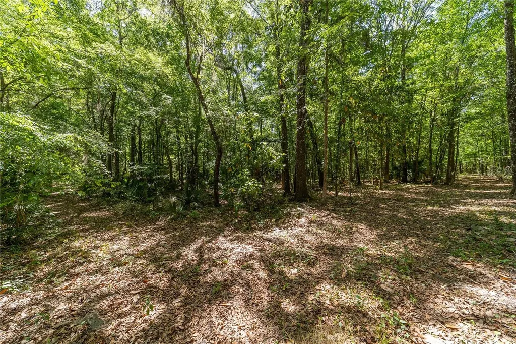 20005 NW 135th Avenue Micanopy FL 32667