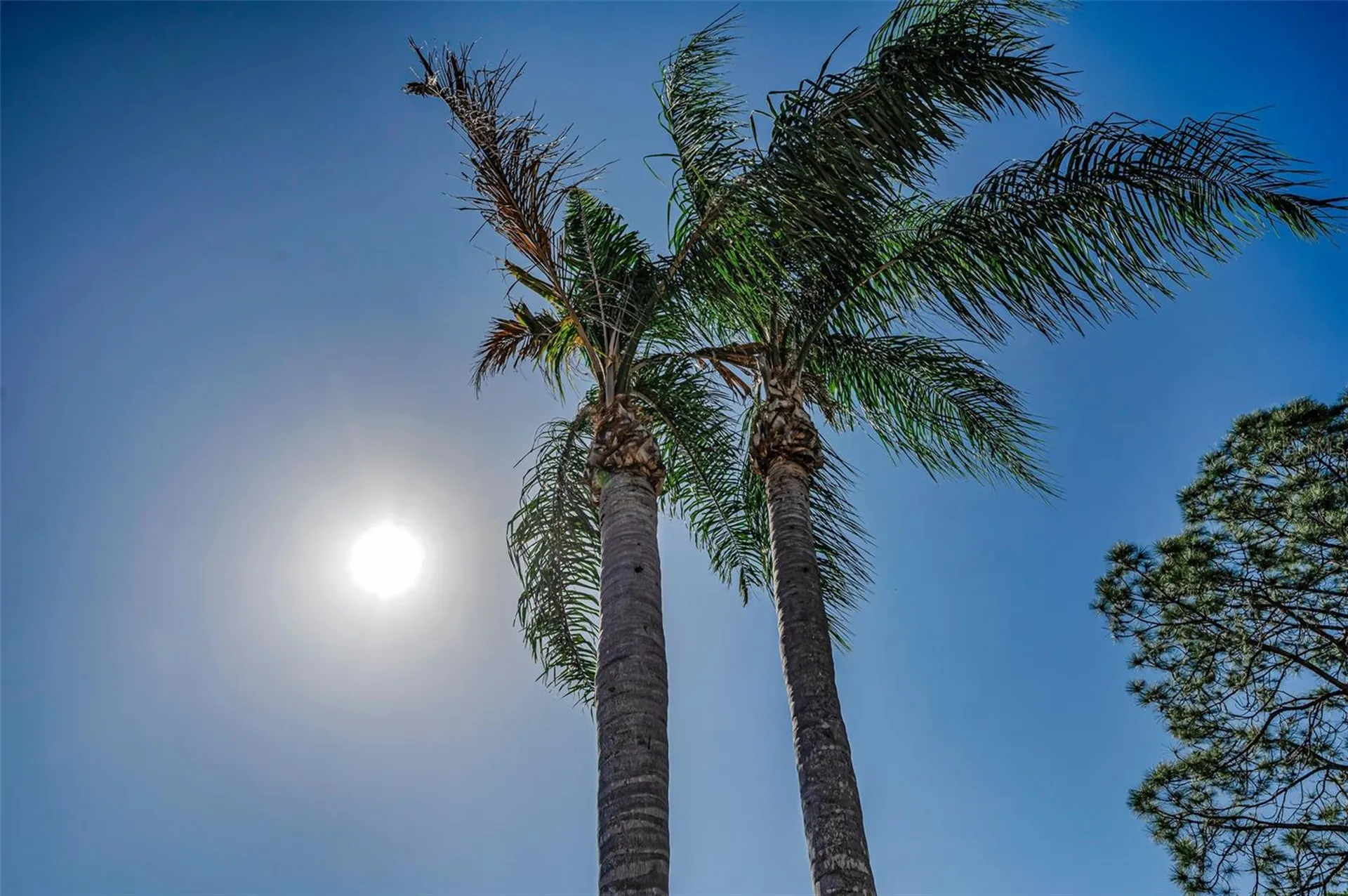 3216 Harvest Moon Drive Palm Harbor FL 34683