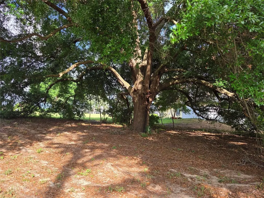 1408 Westmoreland Avenue Eustis FL 32726