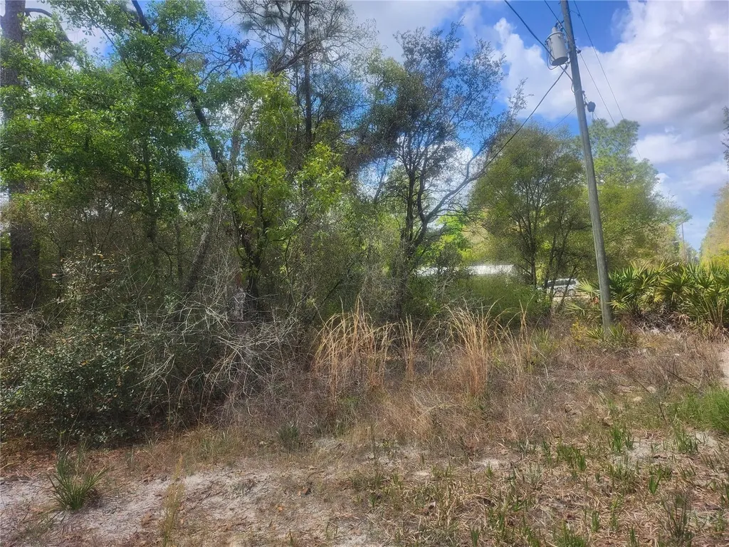 Tbd NE 236 Lane Orange Springs FL 32182