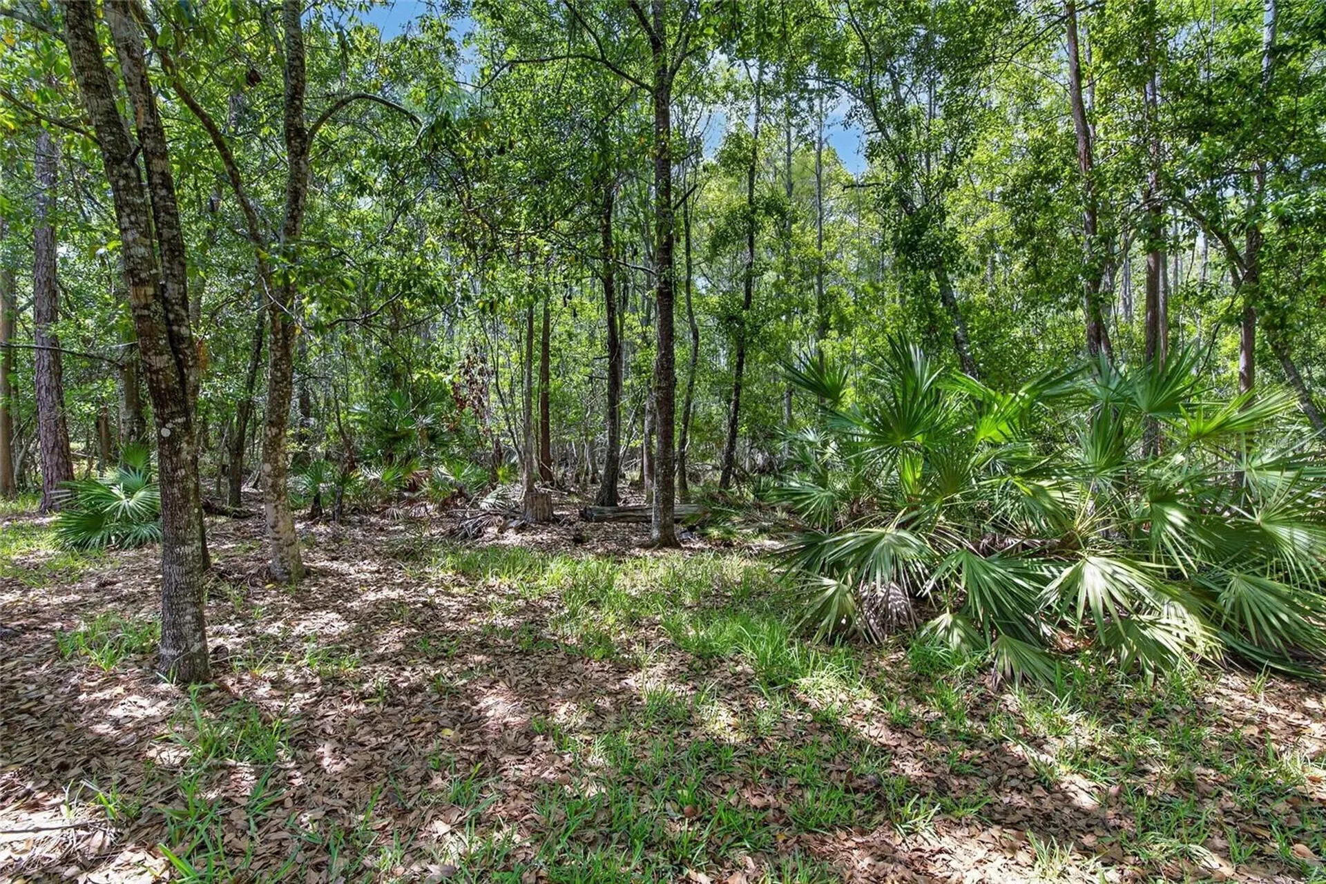 21234 Tangor Road Land O Lakes FL 34637
