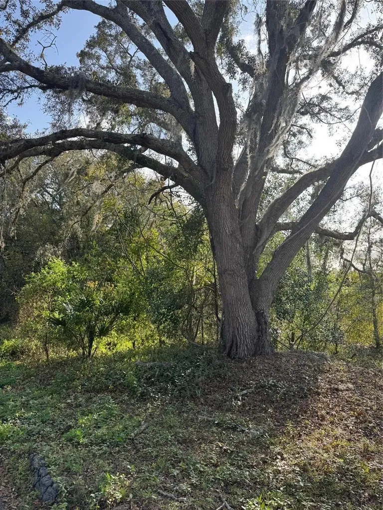 State Road 44 Eustis FL 32726