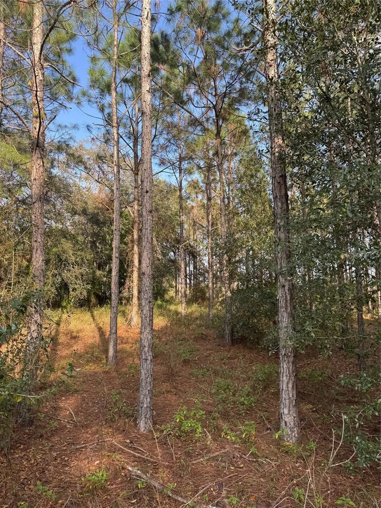 State Road 44 Eustis FL 32726