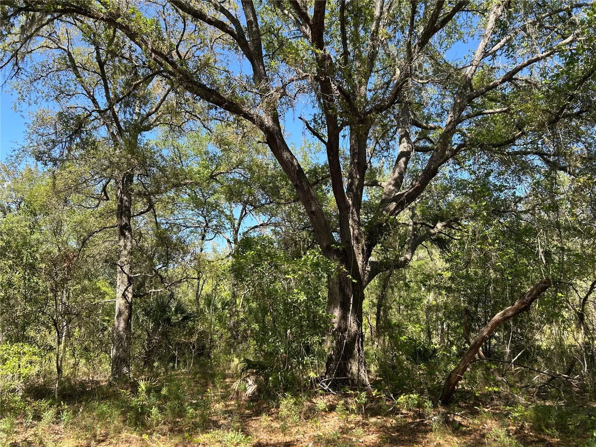Tbd SE 62nd Morriston FL 32668