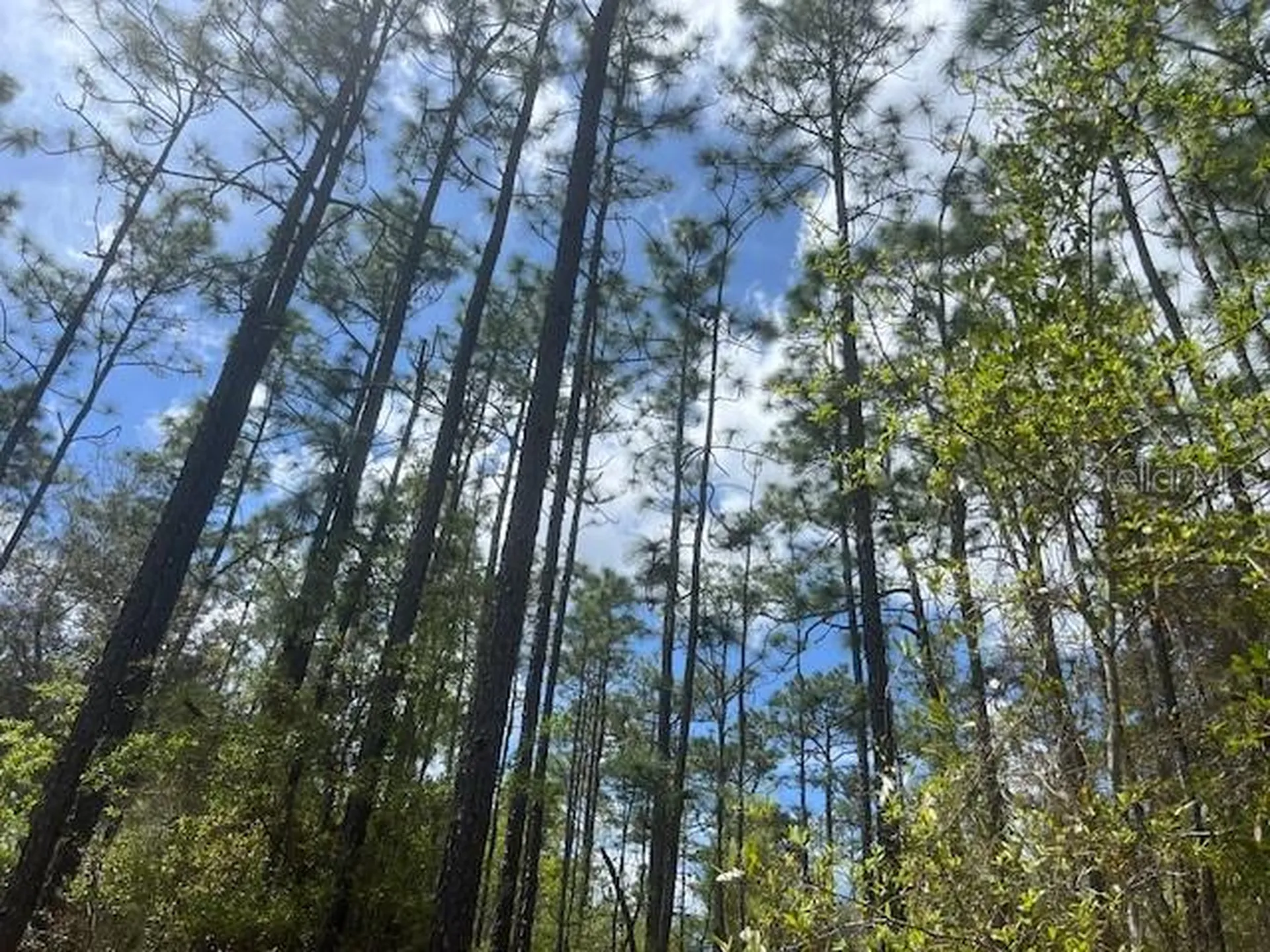 181 Whirlwind Loop Hawthorne FL 32640
