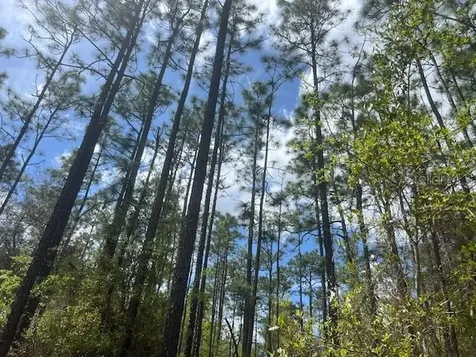 181 Whirlwind Loop Hawthorne FL 32640