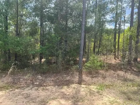 181 Whirlwind Loop Hawthorne FL 32640