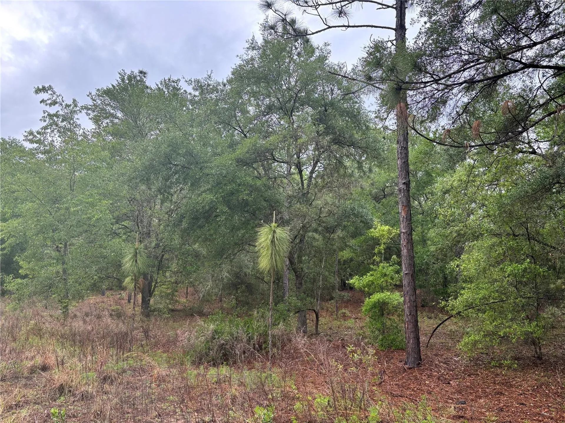 0000 SW 19th Place Ocala FL 34481