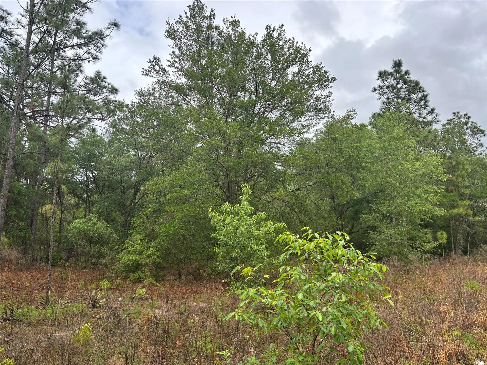 0000 SW 19th Place Ocala FL 34481