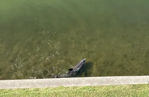 8800 Bay Pines Boulevard St Petersburg FL 33709