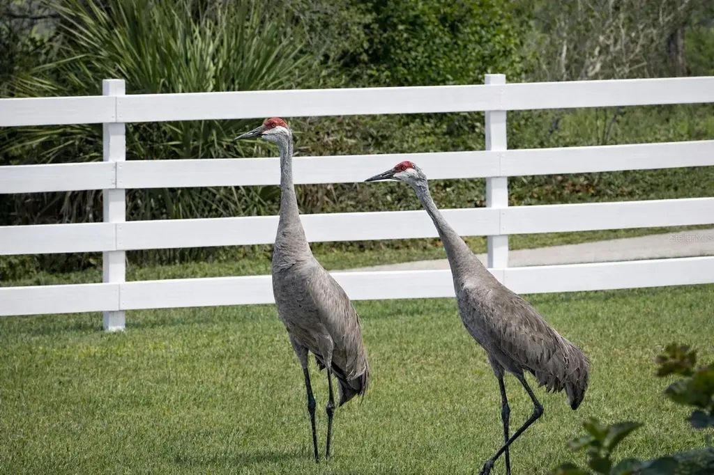 33015 Sahara Court Sorrento FL 32776