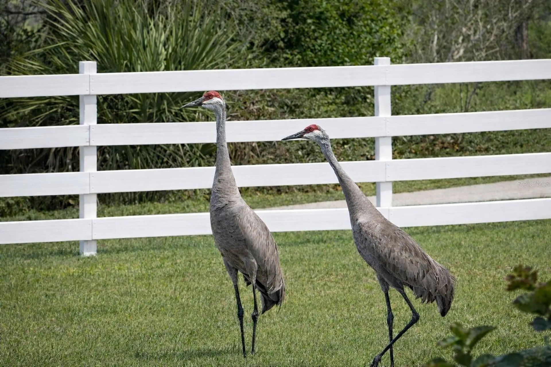 33015 Sahara Court Sorrento FL 32776