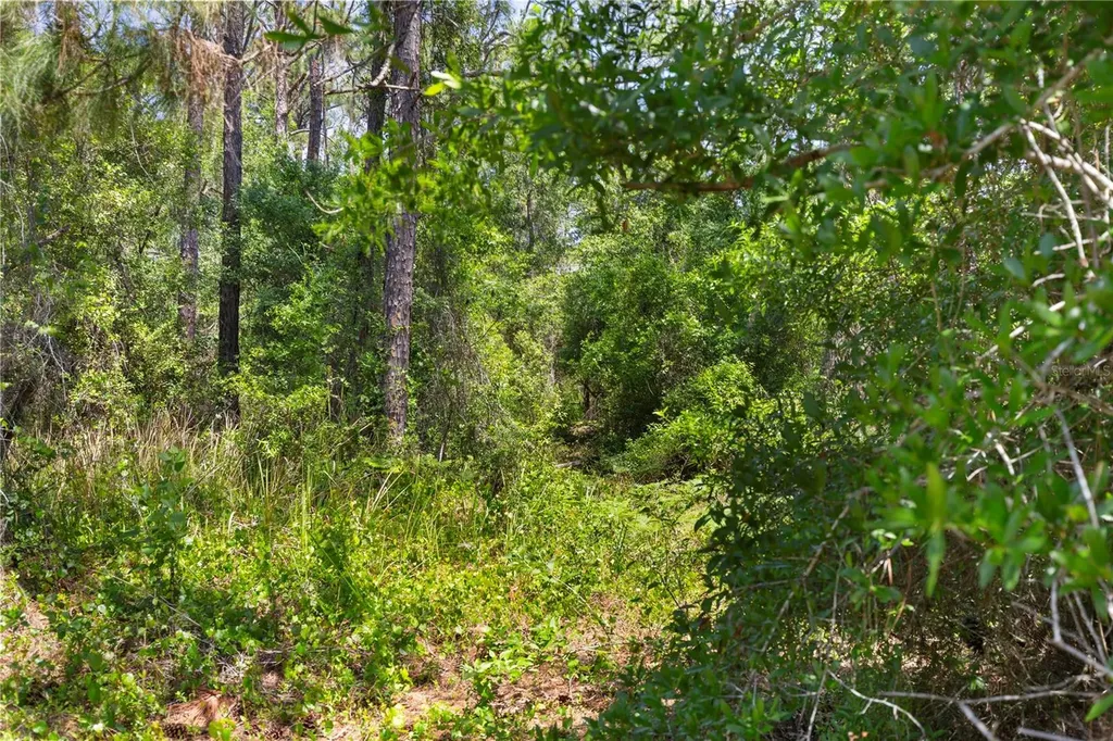 9121 Florida Boys Ranch Road Clermont FL 34711