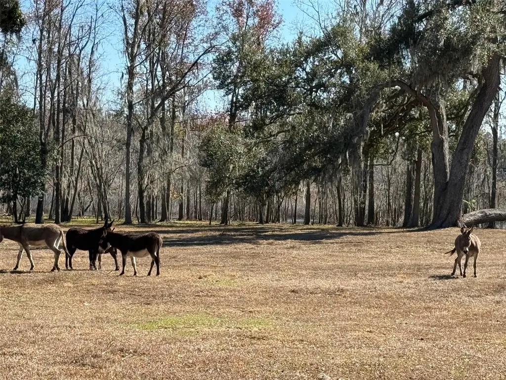 37214 Hester Road Dade City FL 33525