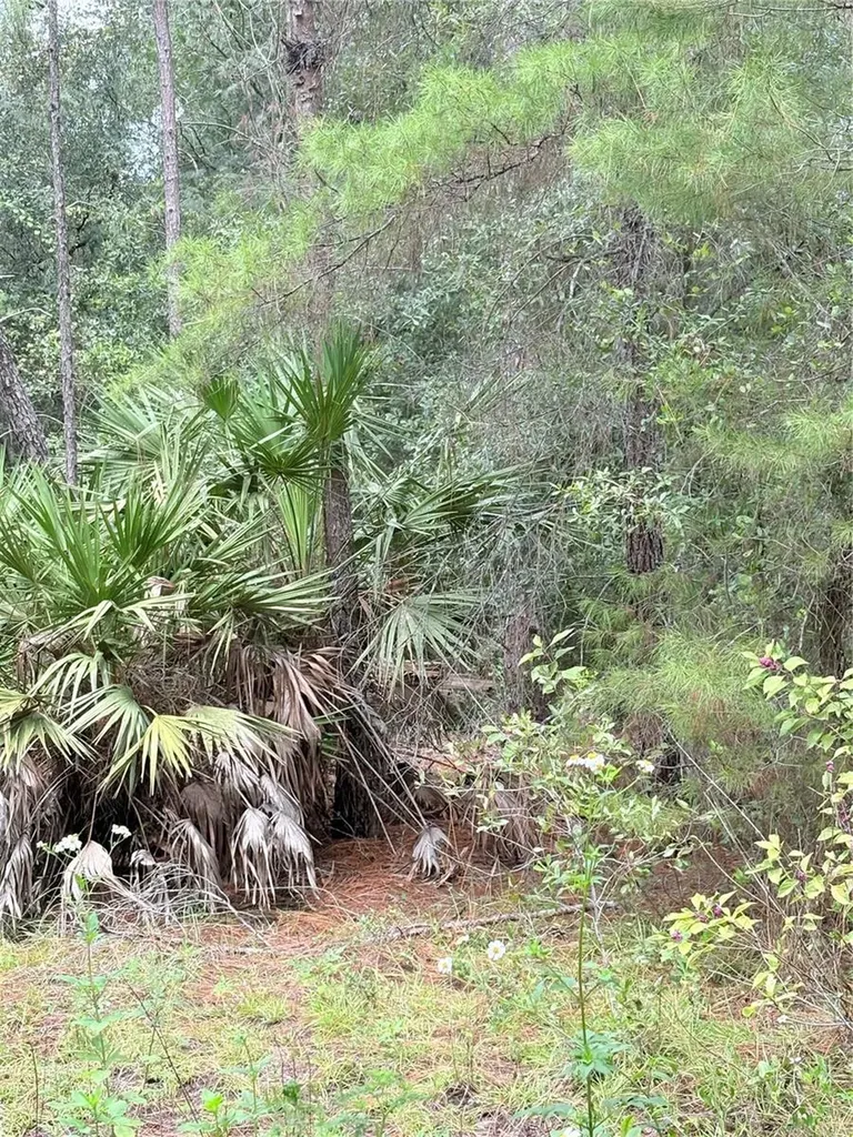 Tbd NE 237th Place Fort Mc Coy FL 32134
