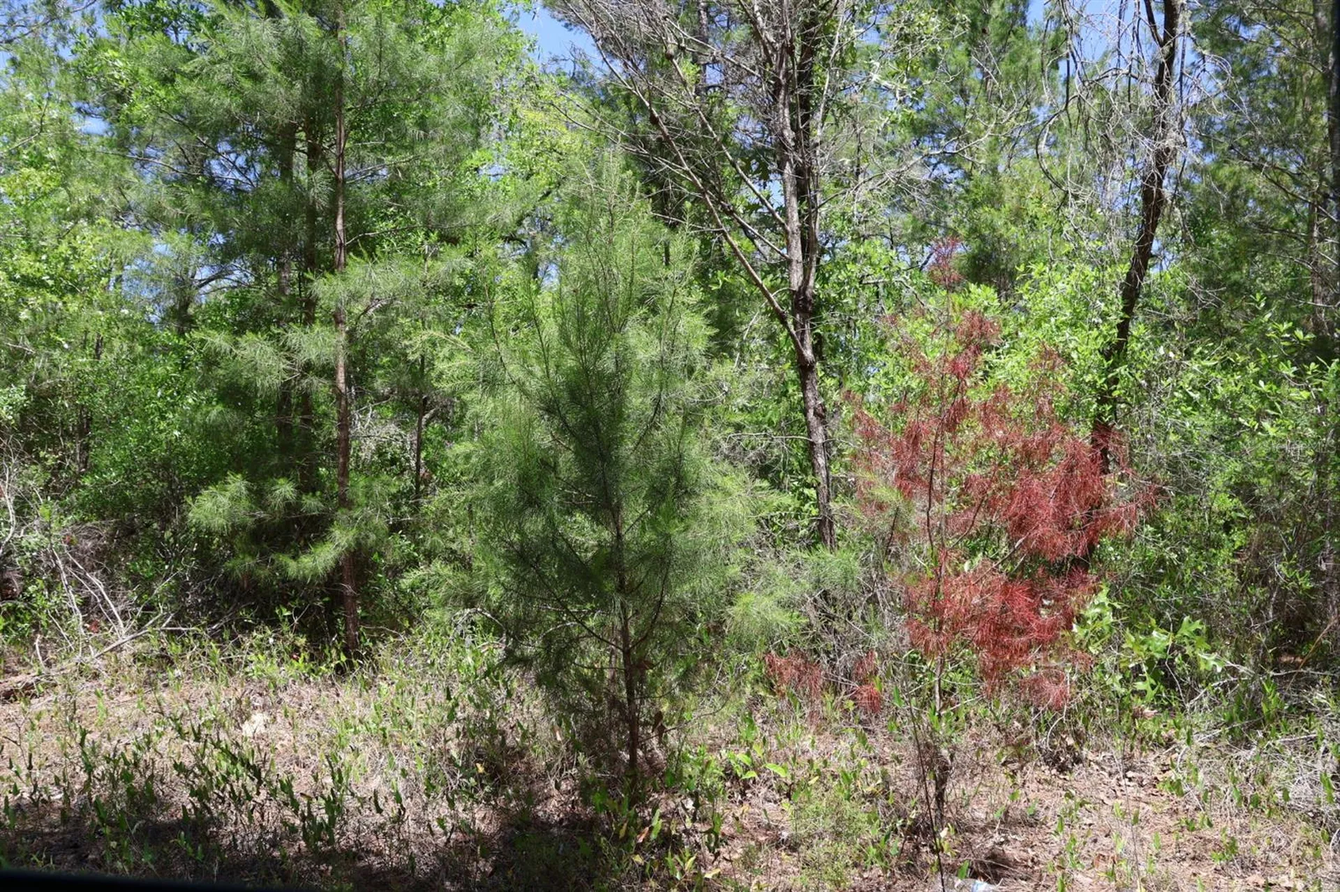 Tbd SW 157th Lane Dunnellon FL 34432