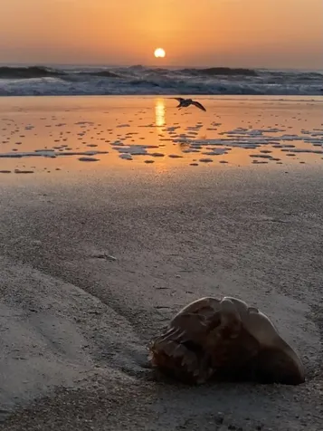 3000 Ocean Shore Boulevard Ormond Beach FL 32176
