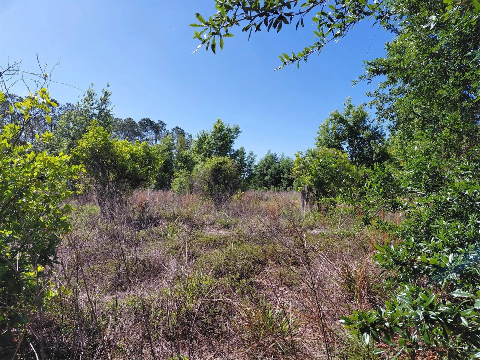 Coffee Creek Lane Clermont FL 34711
