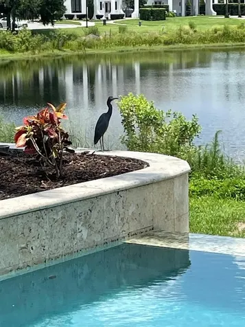 15555 Panther Lake Drive Winter Garden FL 34787