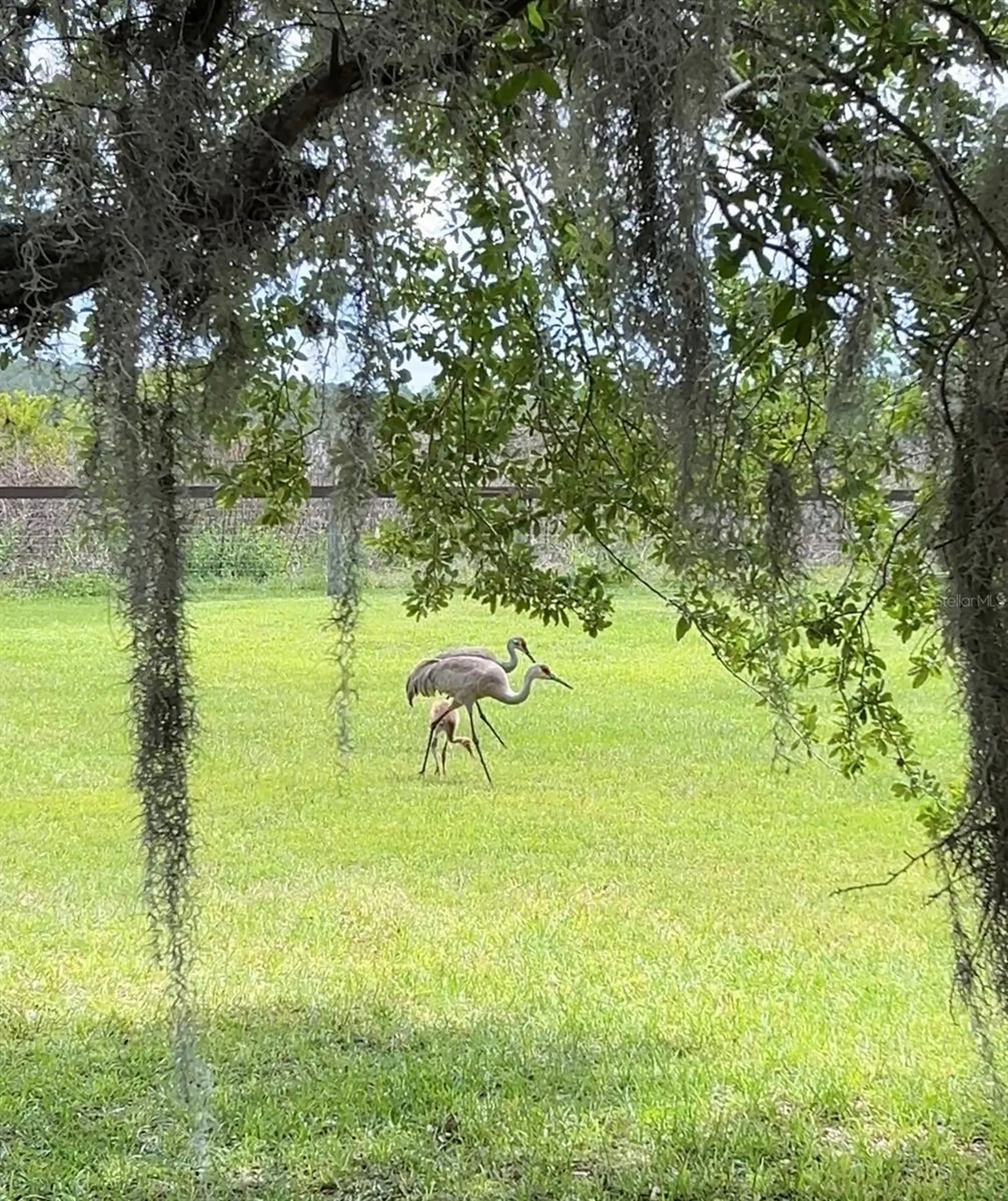 10925 Arrowtree Boulevard Clermont FL 34715