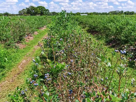 3674 E State Road 64 Zolfo Springs FL 33890