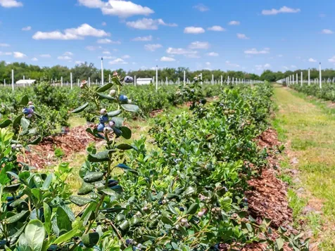 3674 E State Road 64 Zolfo Springs FL 33890