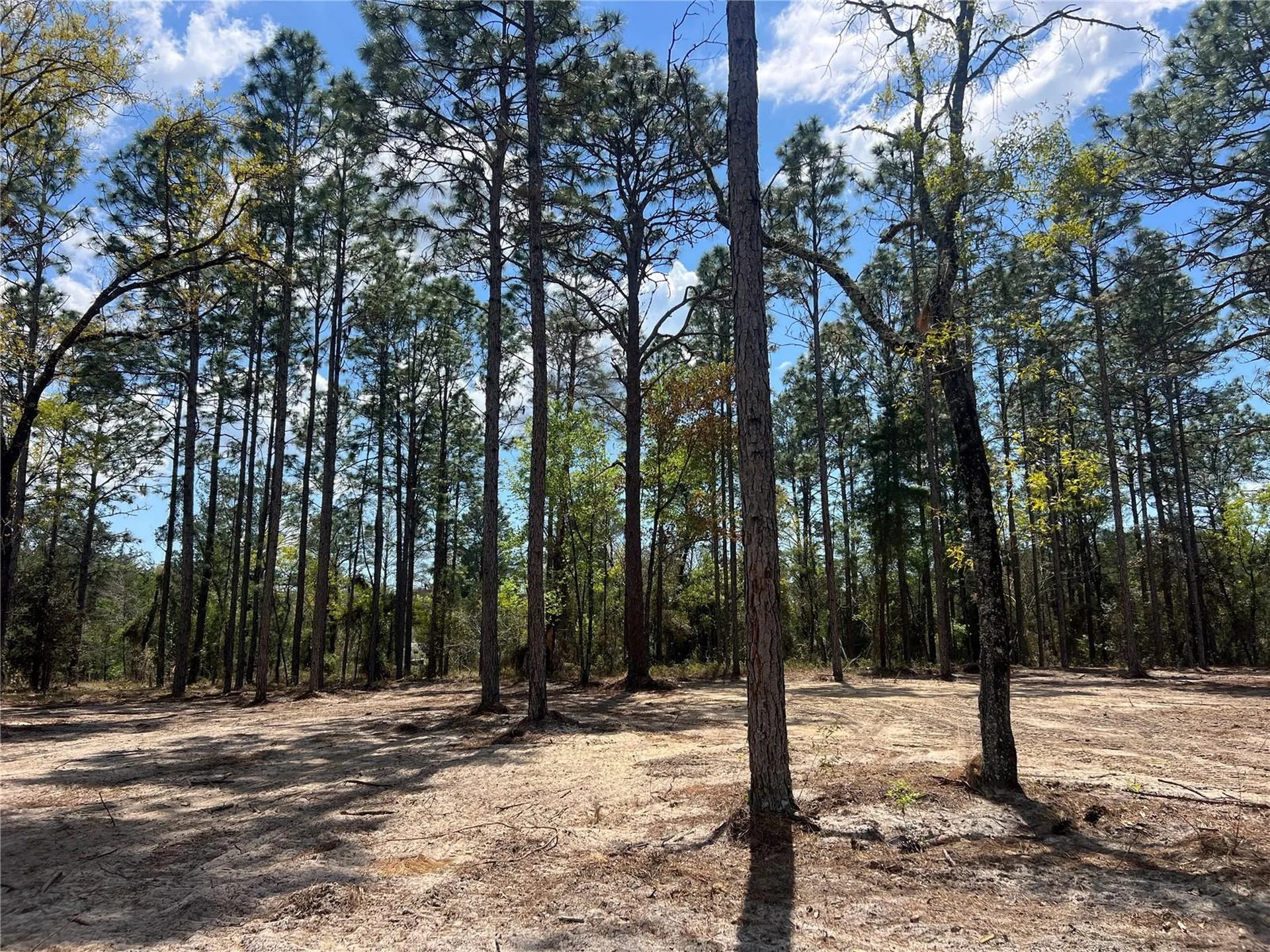 16 SE 136 Terrace Dunnellon FL 34431