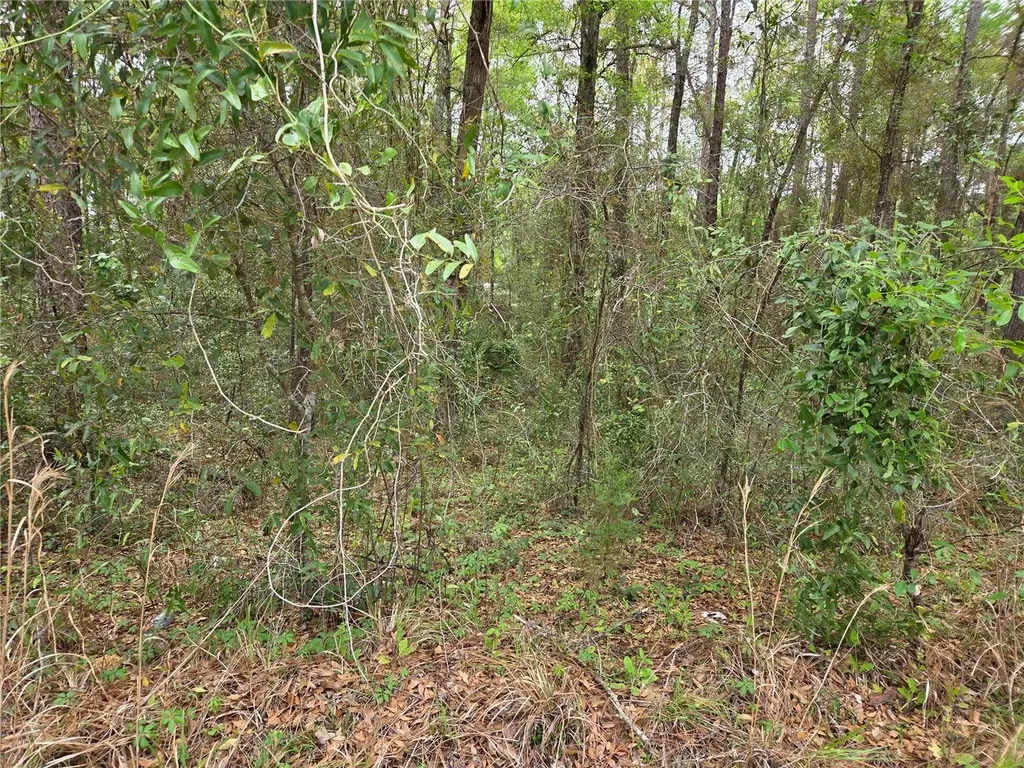 0000 NE 138th Terrace Williston FL 32696