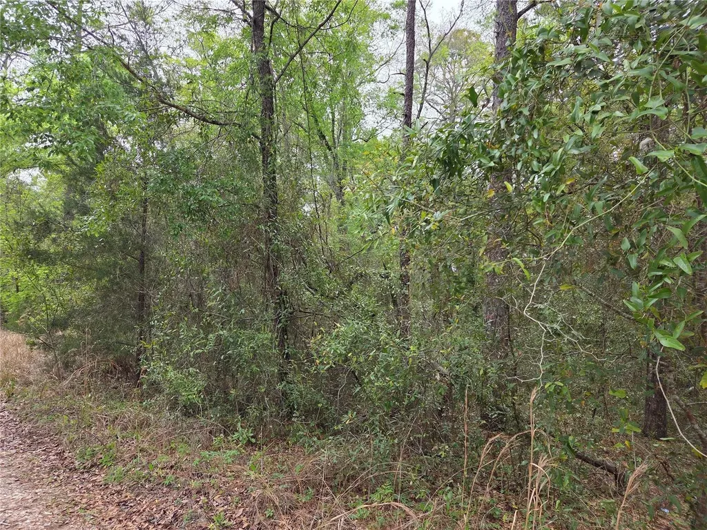 0000 NE 138th Terrace Williston FL 32696