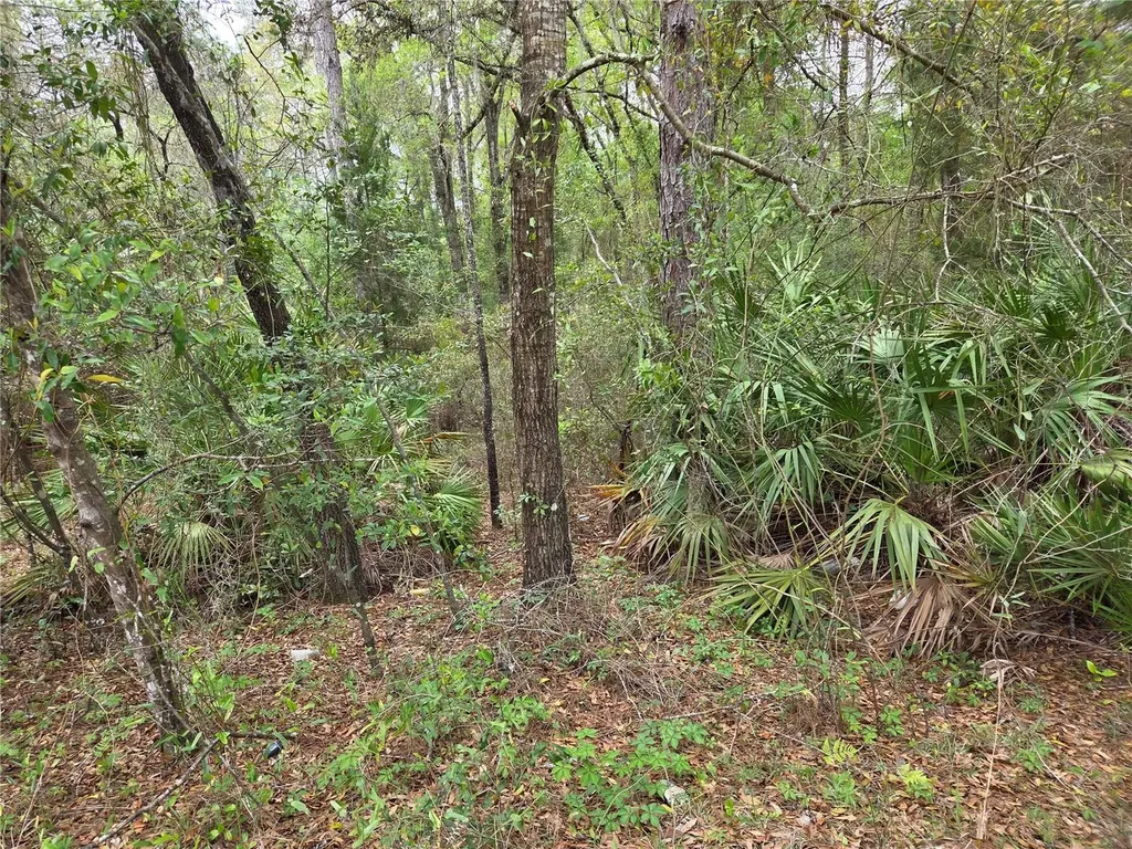 0000 NE 138th Terrace Williston FL 32696