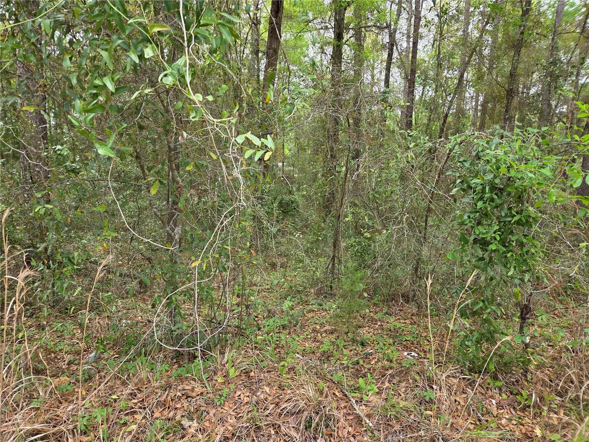 0000 NE 138th Terrace Williston FL 32696