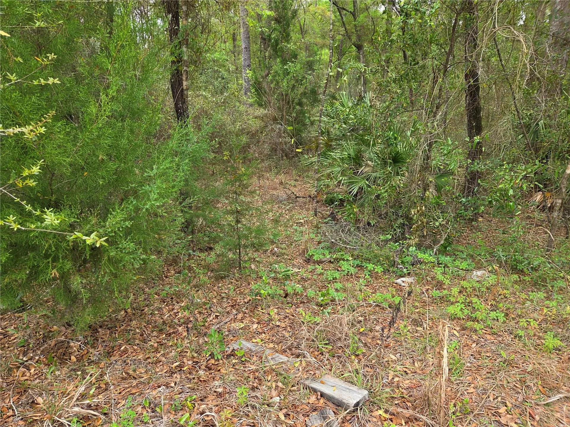 0000 NE 138th Terrace Williston FL 32696