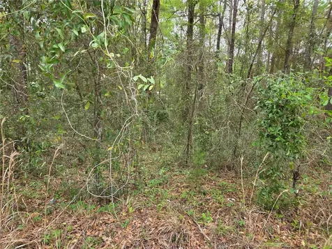 0000 NE 138th Terrace Williston FL 32696
