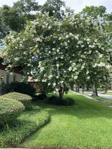 2938 Macalpin Drive W Palm Harbor FL 34684