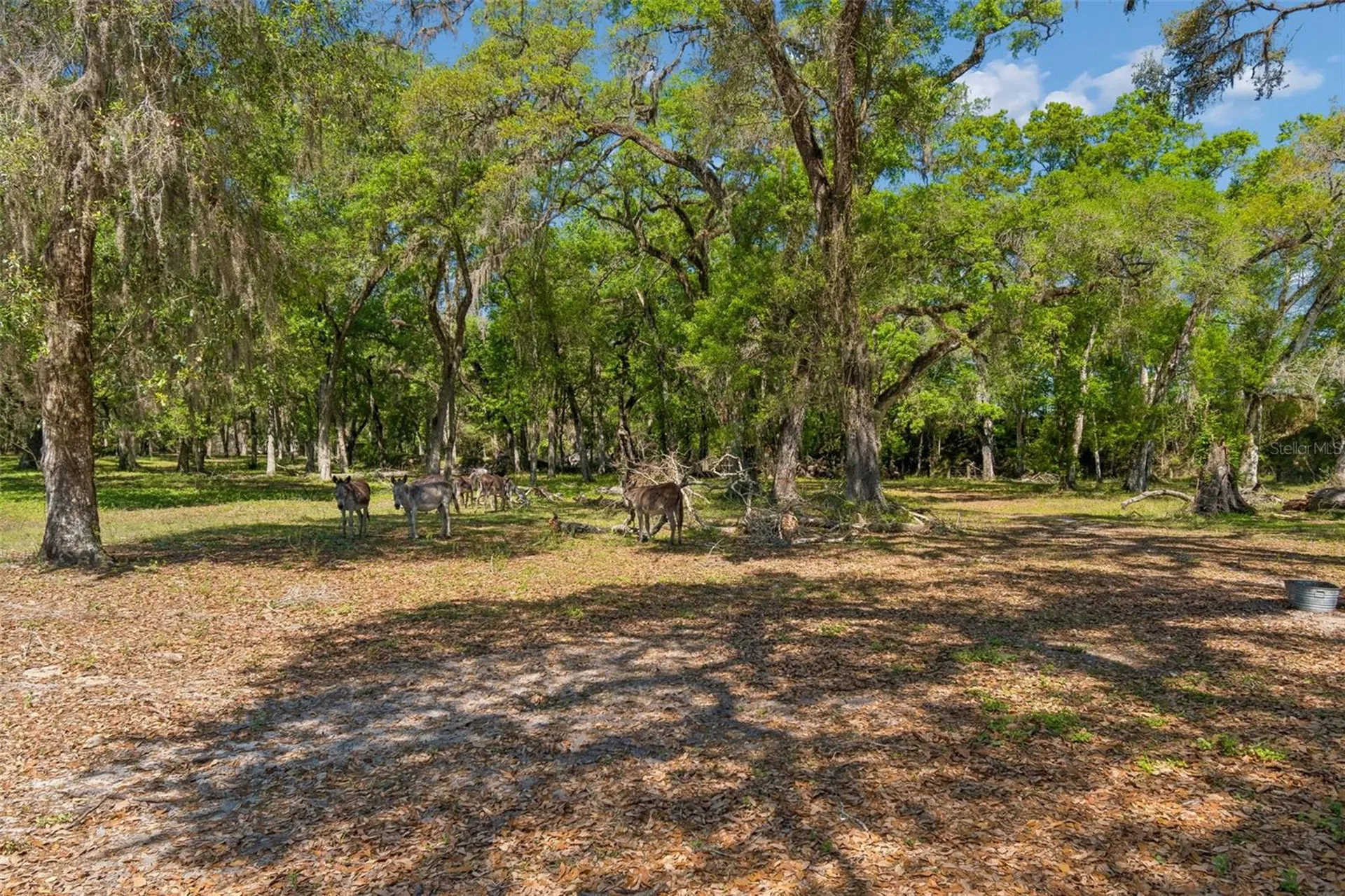 4300 Cr 673 Bushnell FL 33513