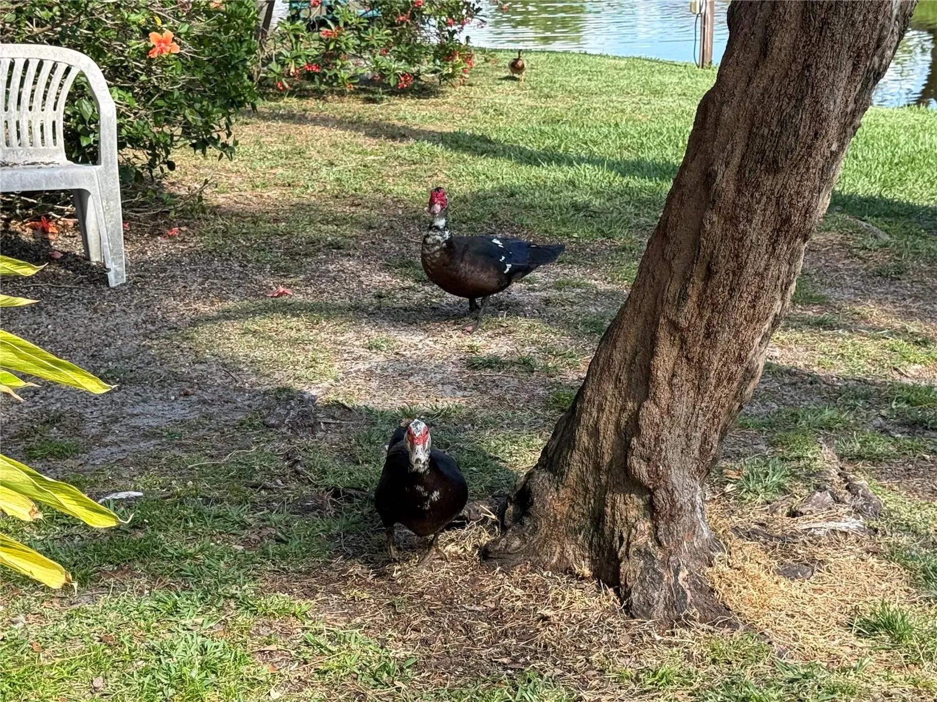 870 Village Lake Terrace N St Petersburg FL 33716