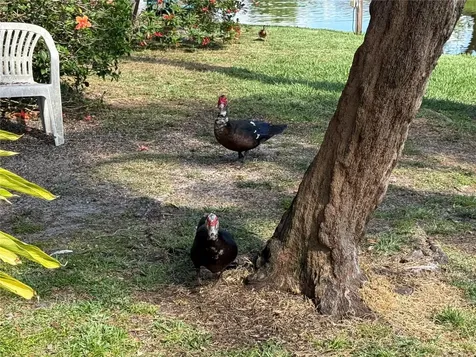 870 Village Lake Terrace N St Petersburg FL 33716