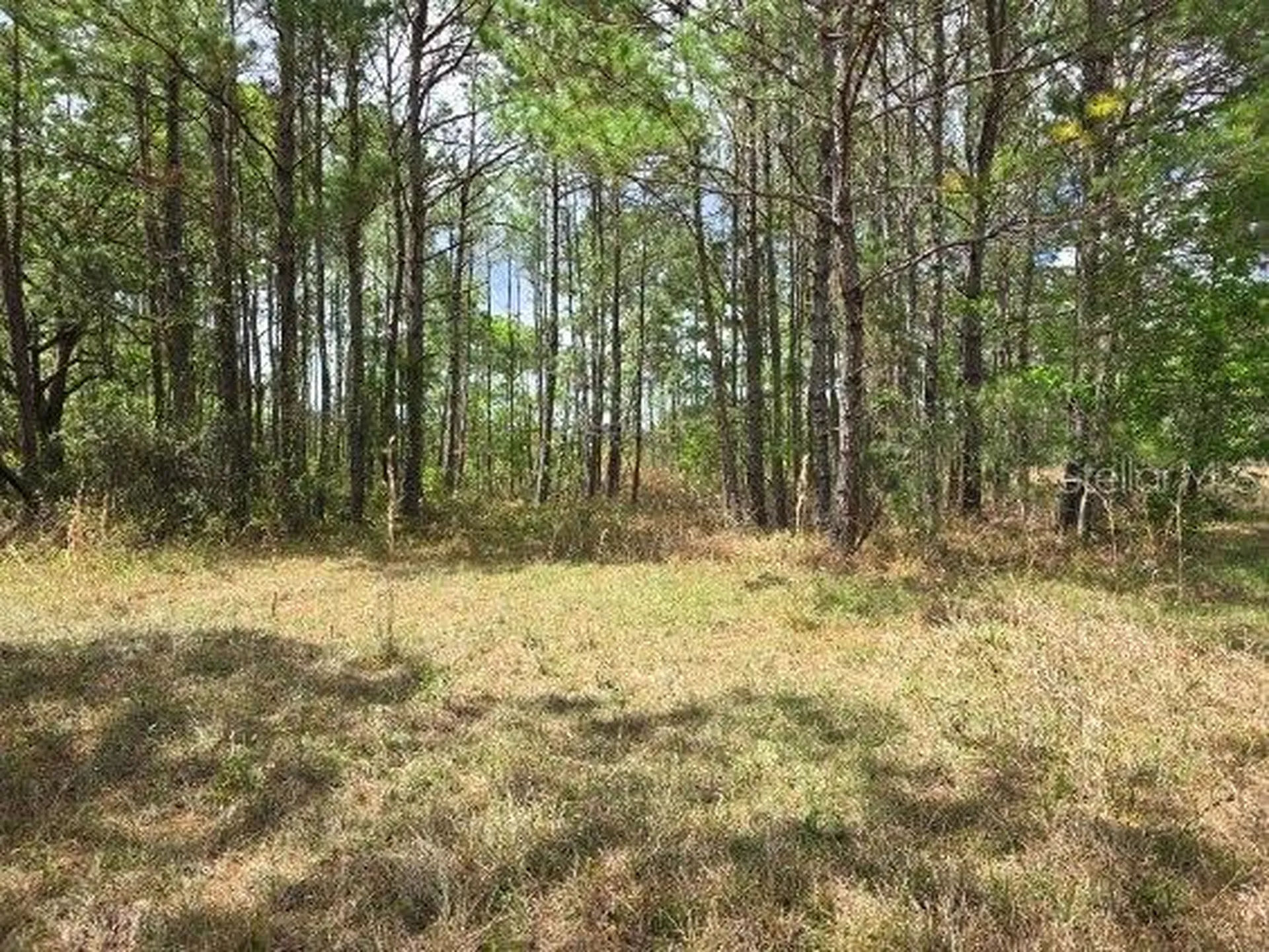 8878 SE 180th Avenue Road Ocklawaha FL 32179