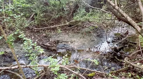 10350 Deer Run White Springs FL 32096