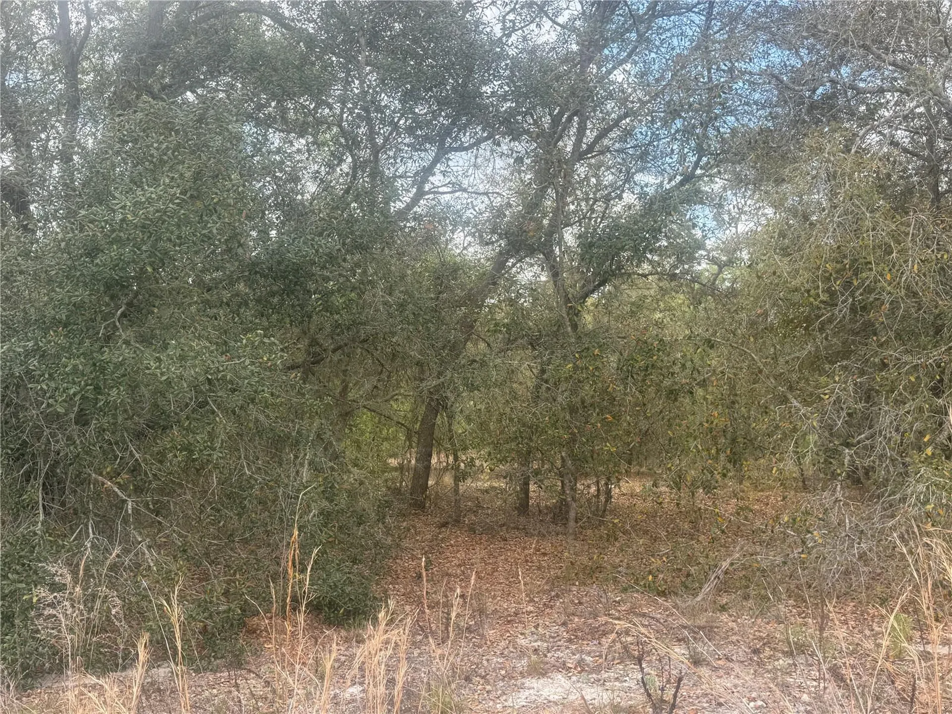 Tbd SE 131st Terrace Dunnellon FL 34431