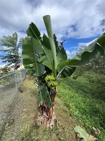 41 San Pedrito Sur Rio Grande PR 00745
