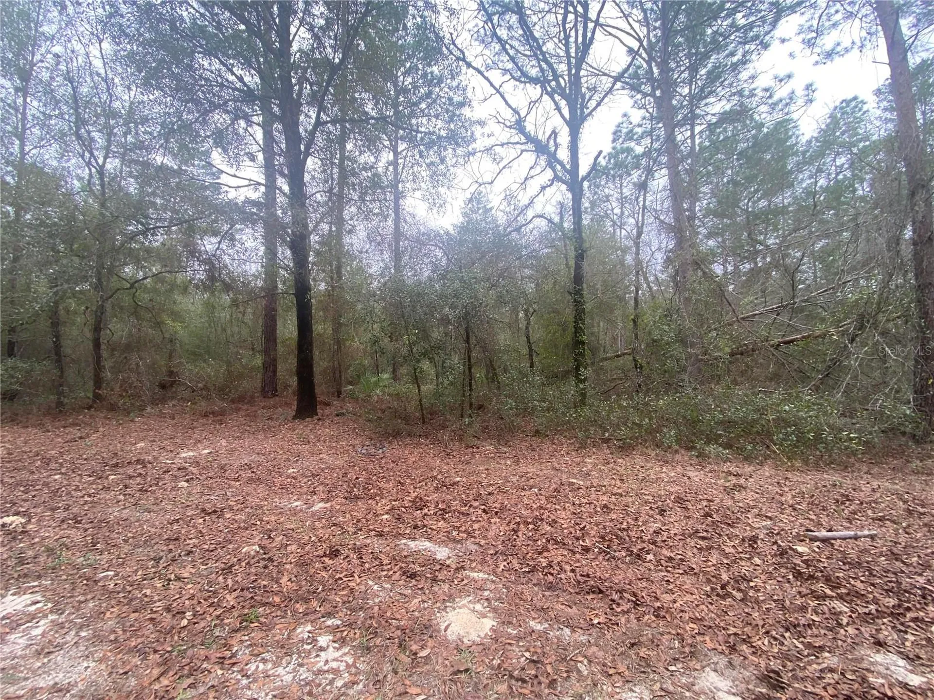 SW 156th Place Dunnellon FL 34432
