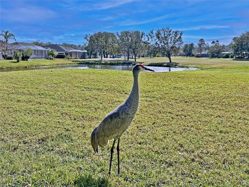 5245 Gato Del Sol Circle Wesley Chapel FL 33544