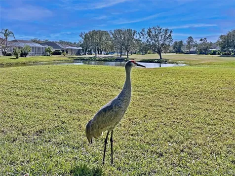 5245 Gato Del Sol Circle Wesley Chapel FL 33544