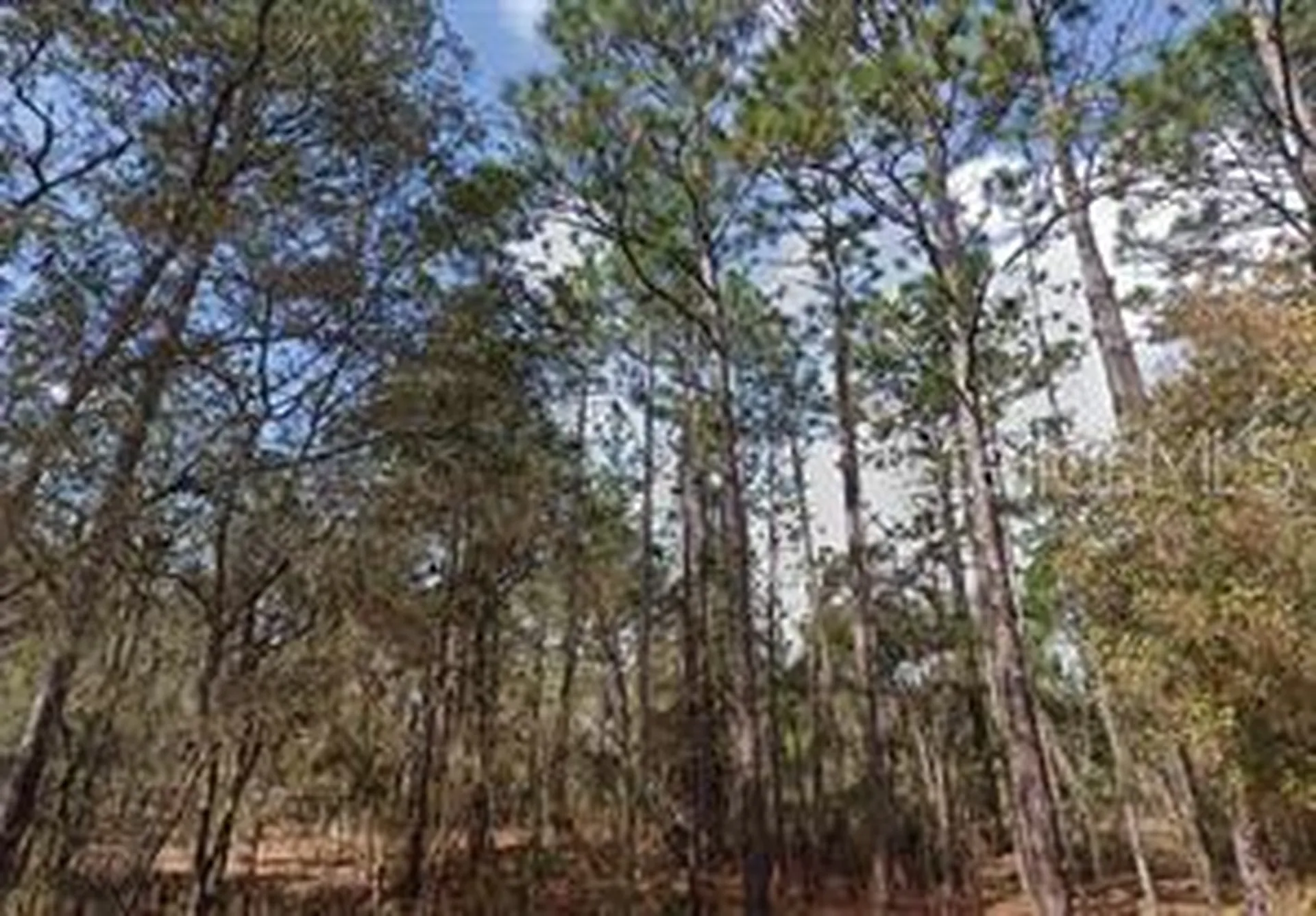 Akron Street Interlachen FL 32148