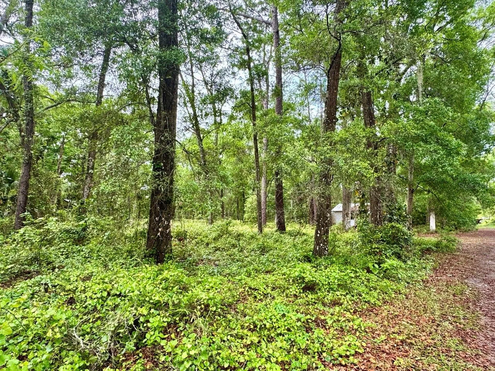 23714 NE 119th Place Salt Springs FL 32134