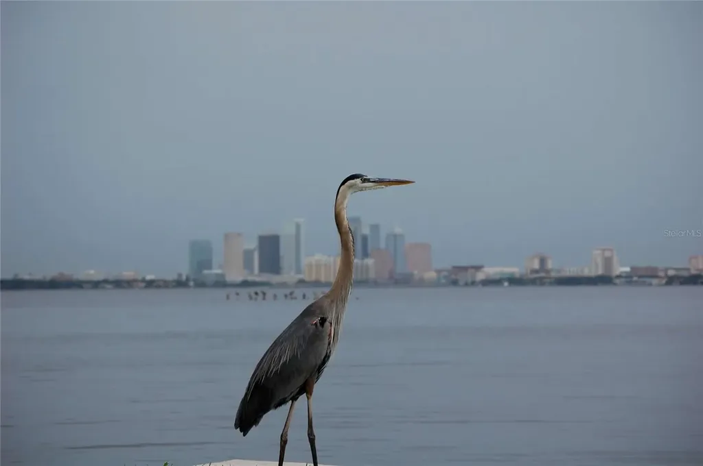 4950 Bayshore Boulevard Tampa FL 33611